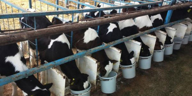 Batan Sütbank’tan üyelerine mesaj: İnekler telef oldu, geçmiş olsun!