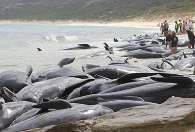 150 balina karaya vurdu