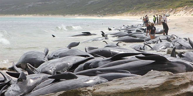 150 balina karaya vurdu