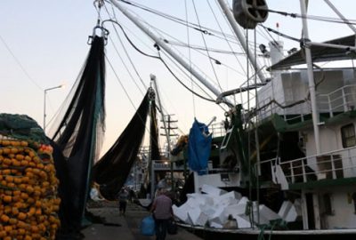 Balıkçıların tesellisi kalkan oldu