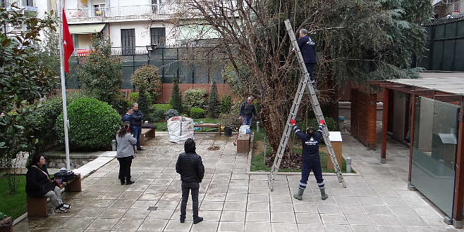 Selanik’teki asırlık nar ağacının bakımı yapıldı