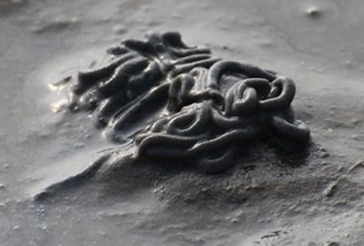 Dünyanın en uzun hayvanı zehirli çıktı