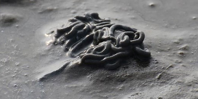 Dünyanın en uzun hayvanı zehirli çıktı