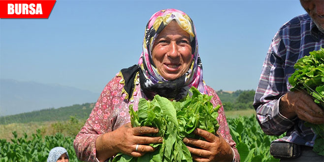 Tütünden 1.2 milyon kazandılar