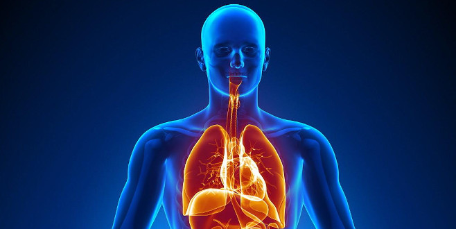 İnsan vücudunda yeni bir ‘organ’ keşfedildi! Kanserin yayılmasında çok etkili!