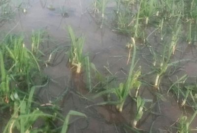 Dolu yağışı meyve ağaçlarına zarar verdi