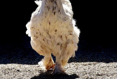 Başının büyük kısmı kopan tavuk 10 gündür hayatta