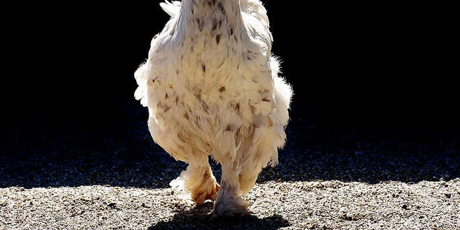 Başının büyük kısmı kopan tavuk 10 gündür hayatta