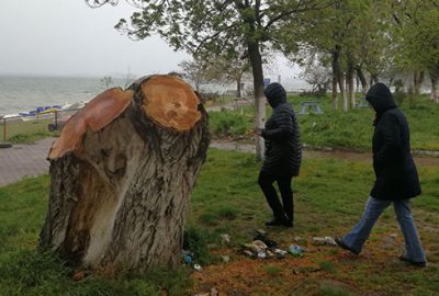 İznik’te yarım asırlık ağaçlar, polen yaydığı gerekçesiyle kesildi