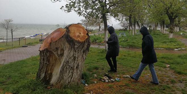 İznik’te yarım asırlık ağaçlar, polen yaydığı gerekçesiyle kesildi