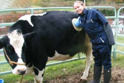 Böyle araştırma mı olur! İneklere açılan pencereyle…