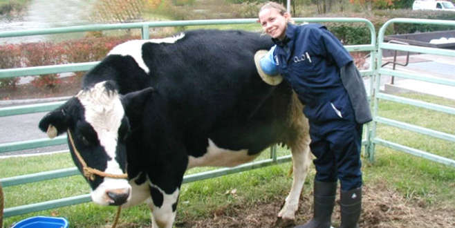 Böyle araştırma mı olur! İneklere açılan pencereyle… Böyle araştırma mı olur! İneklere açılan pencereyle…