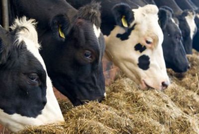 Yeni Çiftlik Bank vakası: Birlik Beraberlik şirketi