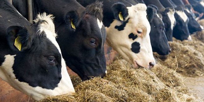 Yeni Çiftlik Bank vakası: Birlik Beraberlik şirketi