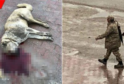 Köpeği öldürülen hayvansever: Dava açacağım