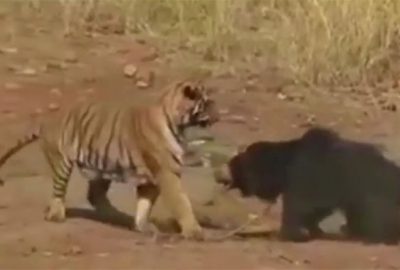 Kaplan ve ayının ölümcül dövüşü kamerada