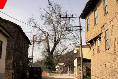 700 yıllık çınar kurumaya başladı