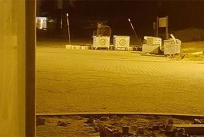 Kış uykusundan uyanan ayı böyle görüntülendi