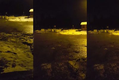 Çöp konteynerlerini karıştıran ayıyı köpekler kovaladı