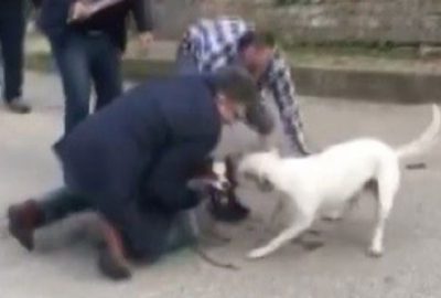 Bursa’da pitbull dehşeti