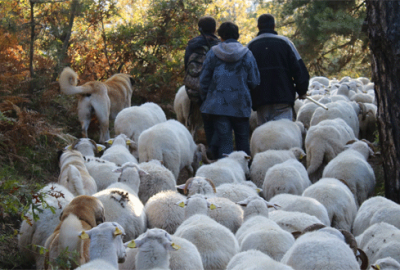 ‘300 koyun projesi’nde başvurular yarın sona erecek