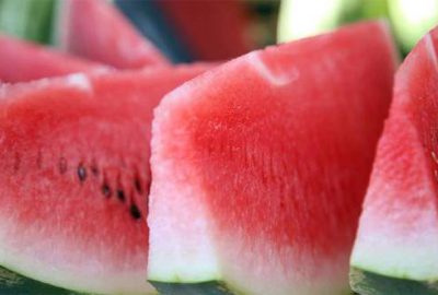 Serada karpuz hasadı başladı