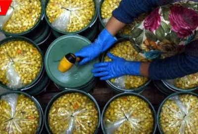 Gedelekli turşucular ramazana hazırlanıyor