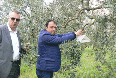 Zeytin güvesiyle mücadele dönemi
