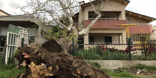 Fırtına 100 yıllık çınar ağacını devirdi