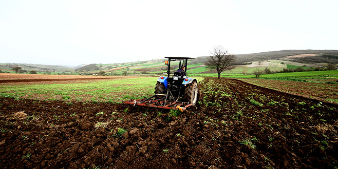 Ayçiçeği ekim alanları genişliyor