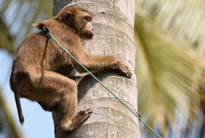 Polis, bebek hırsızı maymunun peşinde
