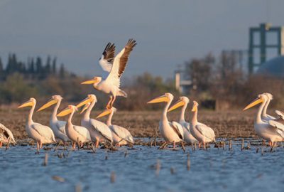 Karacabey’de pelikan sayımı başlıyor