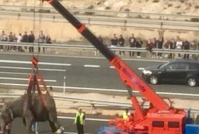 Kaza yapan araçtaki filler otoyolu kapattı