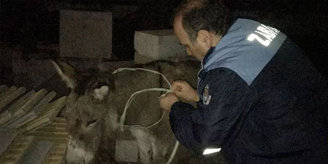 Trafikte sahipsiz eşek tehlikesi Trafikte sahipsiz eşek tehlikesi