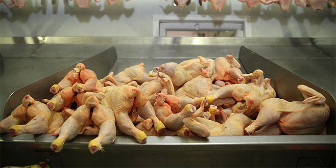 Tavuk devi iflas etti