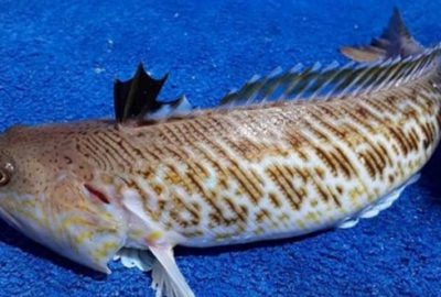 Türkiye’de yakalandı, çok tehlikeli!