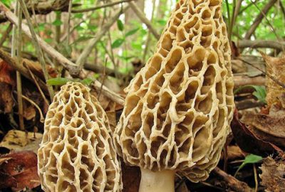 Kaz dağları’nda yetişiyor! Kilosu 100 lira