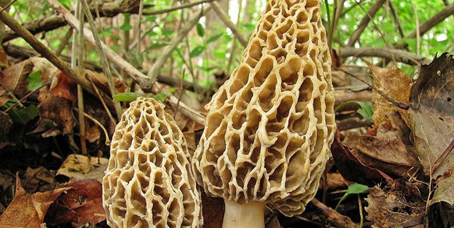 Kaz dağları’nda yetişiyor! Kilosu 100 lira