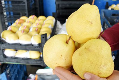 Bursa armudu ‘Globalgap’ ile dünyaya açılacak