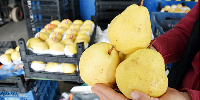 Bursa armudu ‘Globalgap’ ile dünyaya açılacak