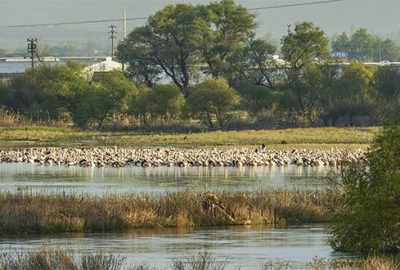 Yeni keşif: Karacabey Ak pelikanların dünyadaki en önemli dinlenme alanlarından biriymiş
