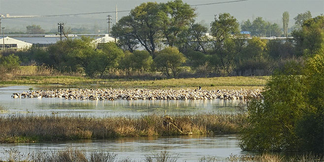 Yeni keşif: Karacabey Ak pelikanların dünyadaki en önemli dinlenme alanlarından biriymiş