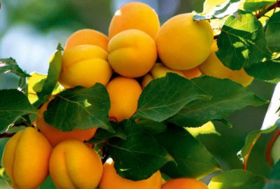 Kayısı 60 lira fiyatıyla geliyor