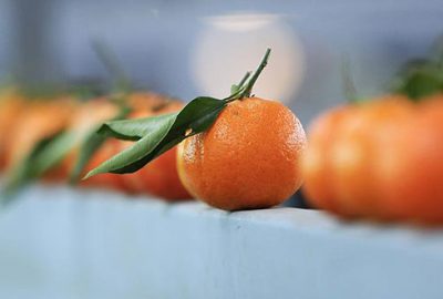 Rusya en çok mandarin aldı