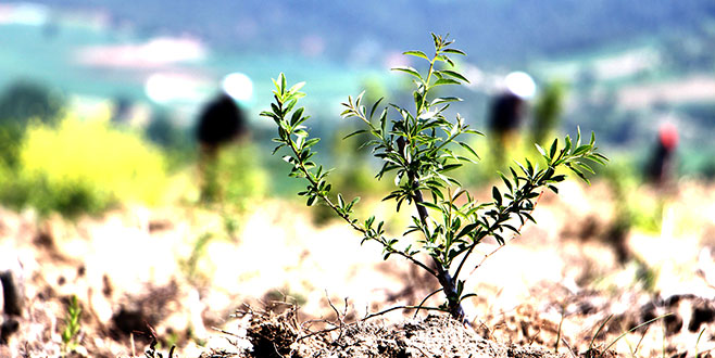 Fidanlar köylüye ek gelir olacak