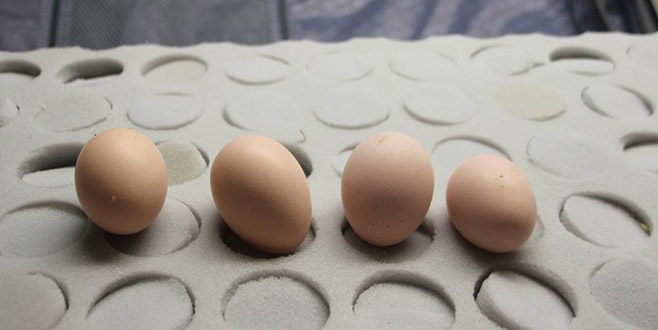 1 milyon 600 bin dolarlık ejderha tavuğu yumurtasını yurda sokmak isterken yakalandılar