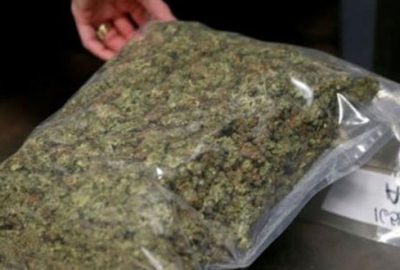 Yarım ton esrarı fareler yedi