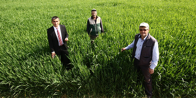 Yenişehir buğdayı mercek altında Yenişehir buğdayı mercek altında