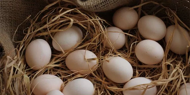 Yumurtada kodlama dönemi başlıyor