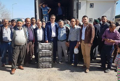 Büyükorhanlı çiftçiye fide ve tohum desteği